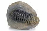 Detailed Crotalocephalina Trilobite - Atchana, Morocco #359588-2